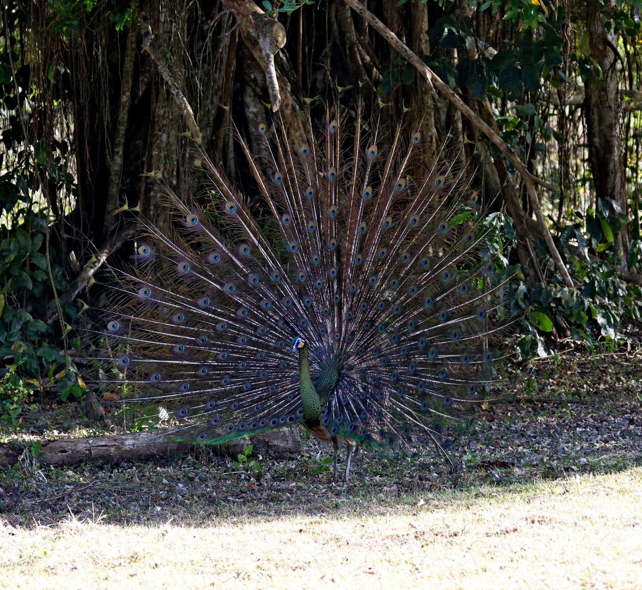 Green Peafowl