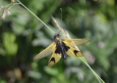 Libelloides longicornis