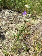 Campanula petiolata