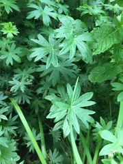 Geranium sanguineum