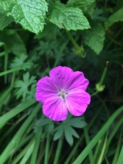 Geranium sanguineum