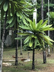 Clavija domingensis
