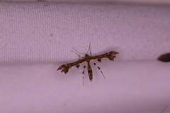 Geina periscelidactylus
