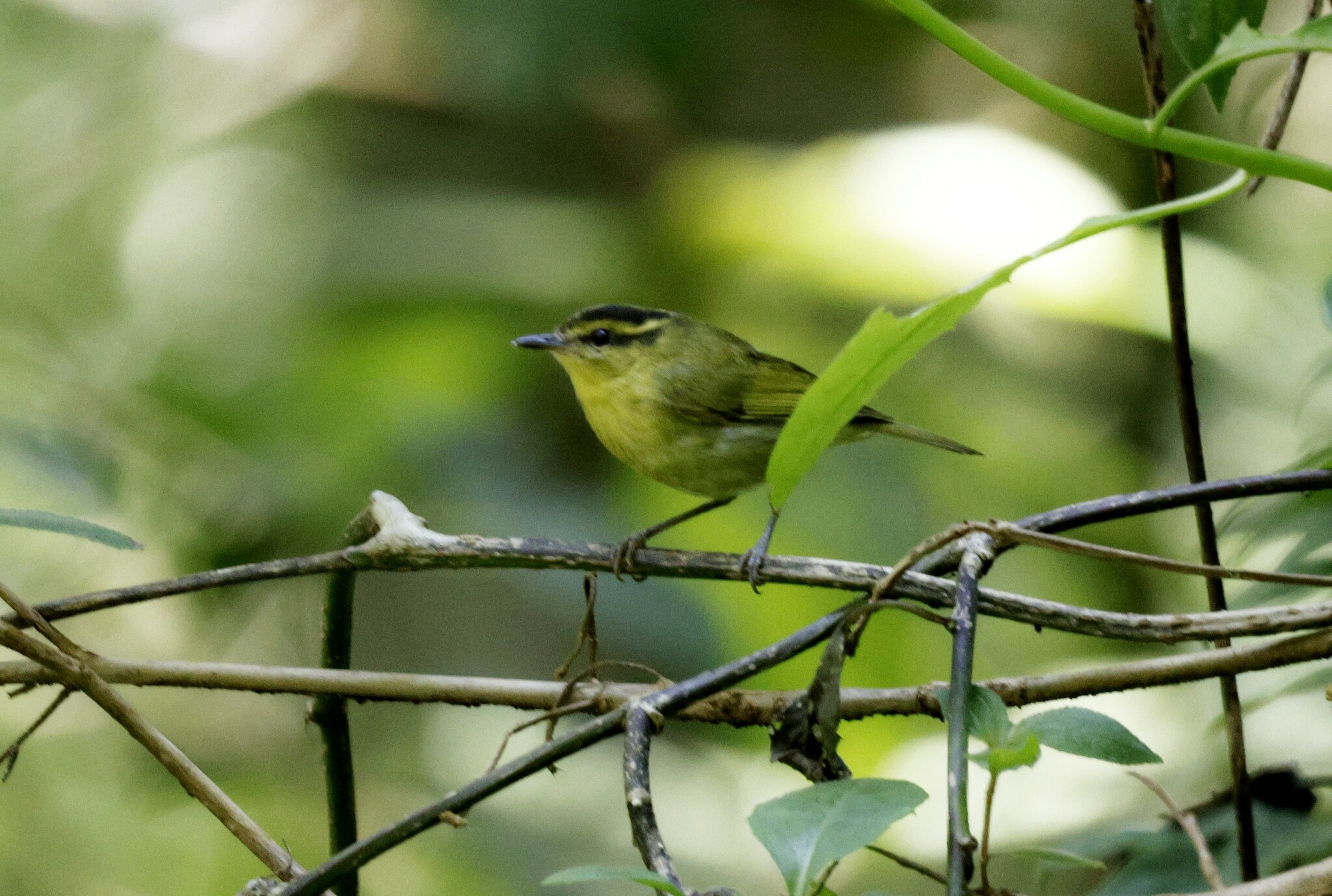 Mountain Leaf Warbler