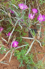 Lampranthus aduncus