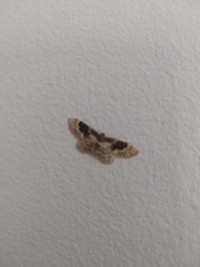 Idaea rusticata