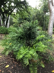 Zamia pumila