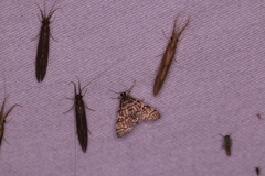 Blepharomastix ranalis