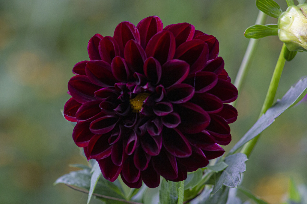 Dahlia pinnata · BioDiversity4All