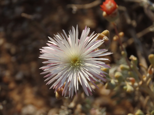night desertfig (Mesembryanthemum noctiflorum)