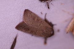 Leucania pseudargyria