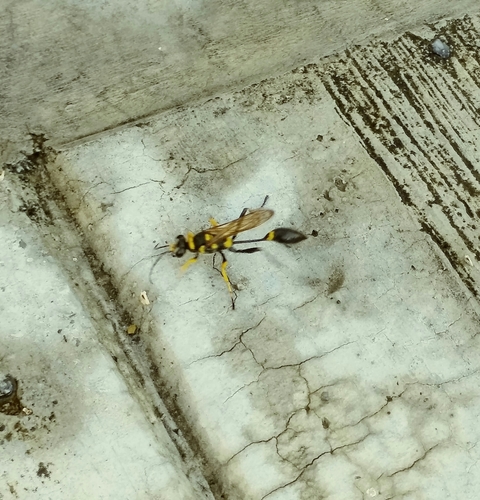 Clayman's Mud Dauber