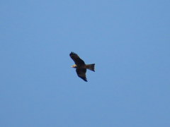 Milvus migrans