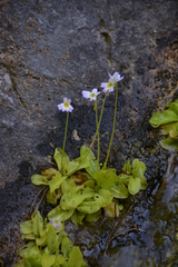 Pinguicula hirtiflora