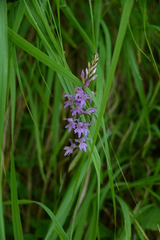 Dactylorhiza saccifera