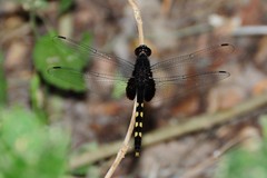 Erythemis attala
