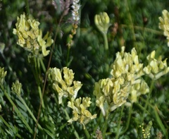 Oxytropis campestris