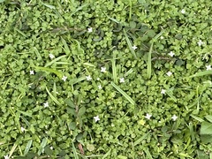 Oldenlandiopsis callitrichoides (Oldenlandiopsis callitrichoides)
