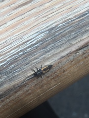 Harmonia axyridis
