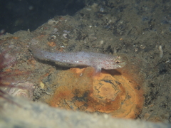 Gobius xanthocephalus
