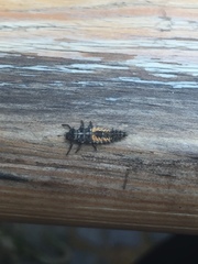Harmonia axyridis