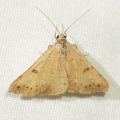 Hemeroplanis punitalis