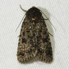 Synorthodes typhedana