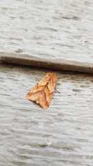Pyrrhia