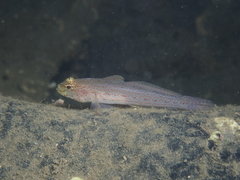 Gobius xanthocephalus