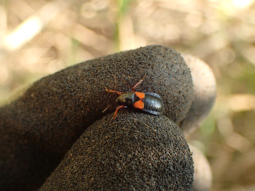 キバネアシブトマキバサシガメ（赤色型）