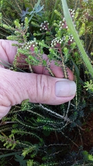 Agathosma ciliaris
