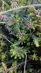 Agathosma ciliaris