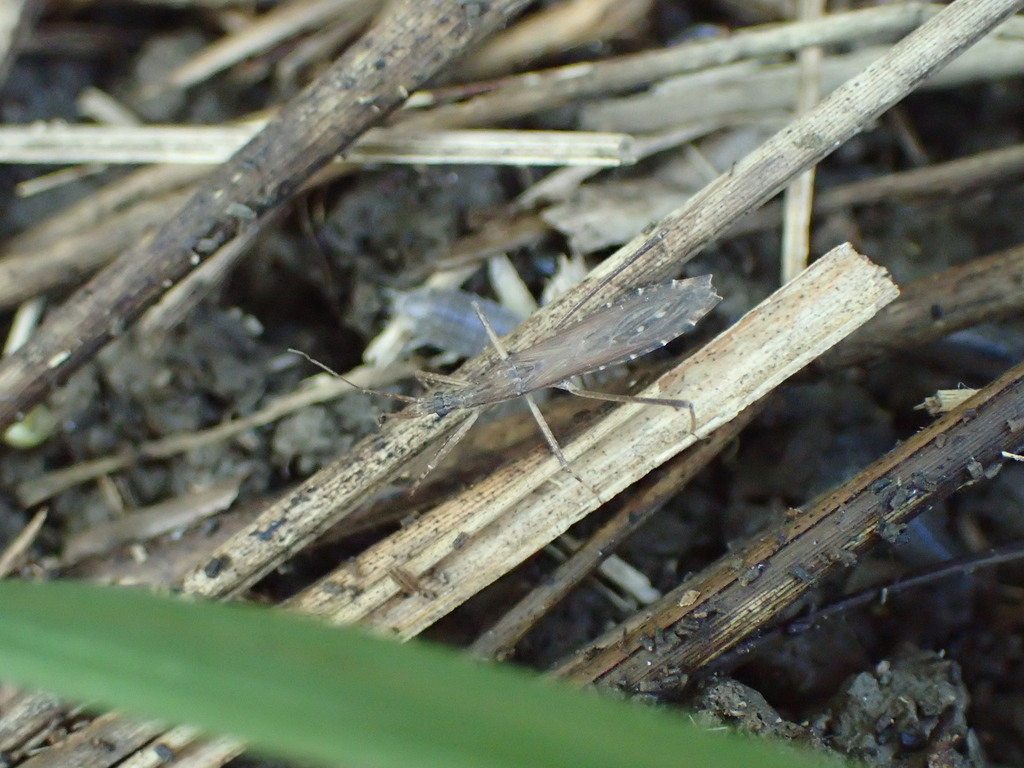 ミナミホソサシガメ