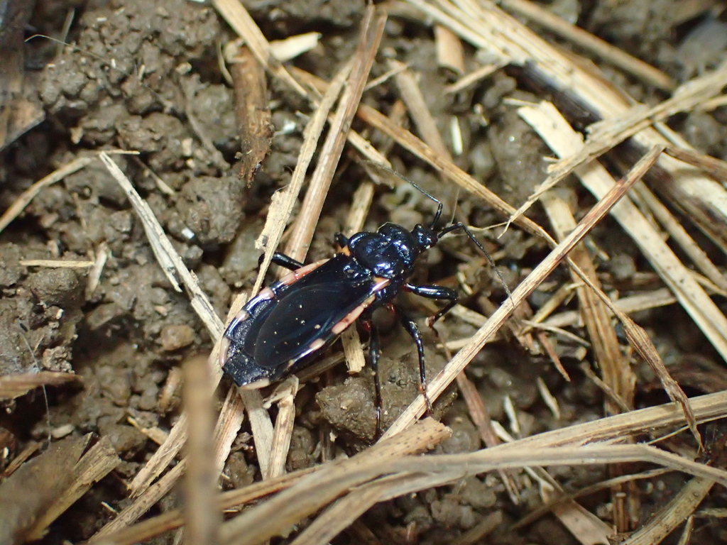 ビロウドサシガメ