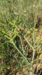 Agathosma ciliaris