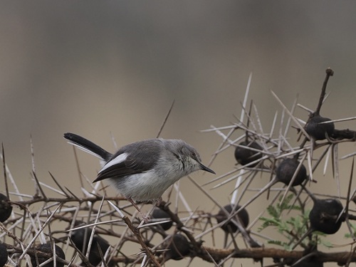 Maasai Apalis (Apalis stronachi), photo 2