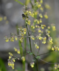 Thalictrum minus