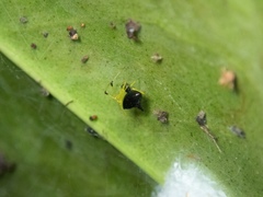 Theridula