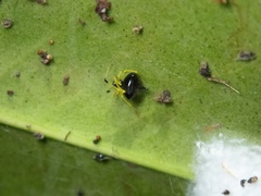 Theridula