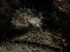 Hippocampus guttulatus