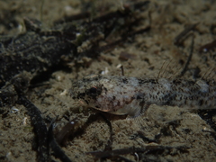 Pomatoschistus marmoratus