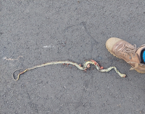 Common Tree Snake sighting