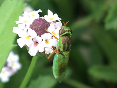 Hedriodiscus trivittatus