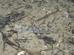 Pomatoschistus marmoratus