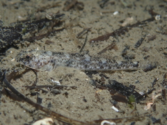 Pomatoschistus marmoratus