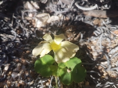 Oxalis pulchella