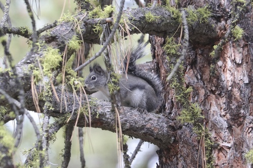 Douglas's Squirrel, Malheur National Forest, Burns, OR, US, photo 10 of 10