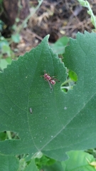 Ropalidia variegata