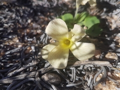 Oxalis pulchella