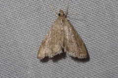 Glaphyriinae